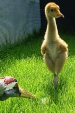 Red Green Yellow on 22nd May 2013 Red Green Yellow on 22nd May 2013